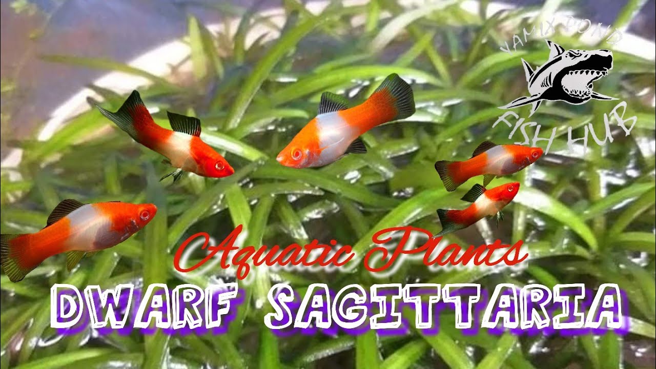 how to plant dwarf sagittaria